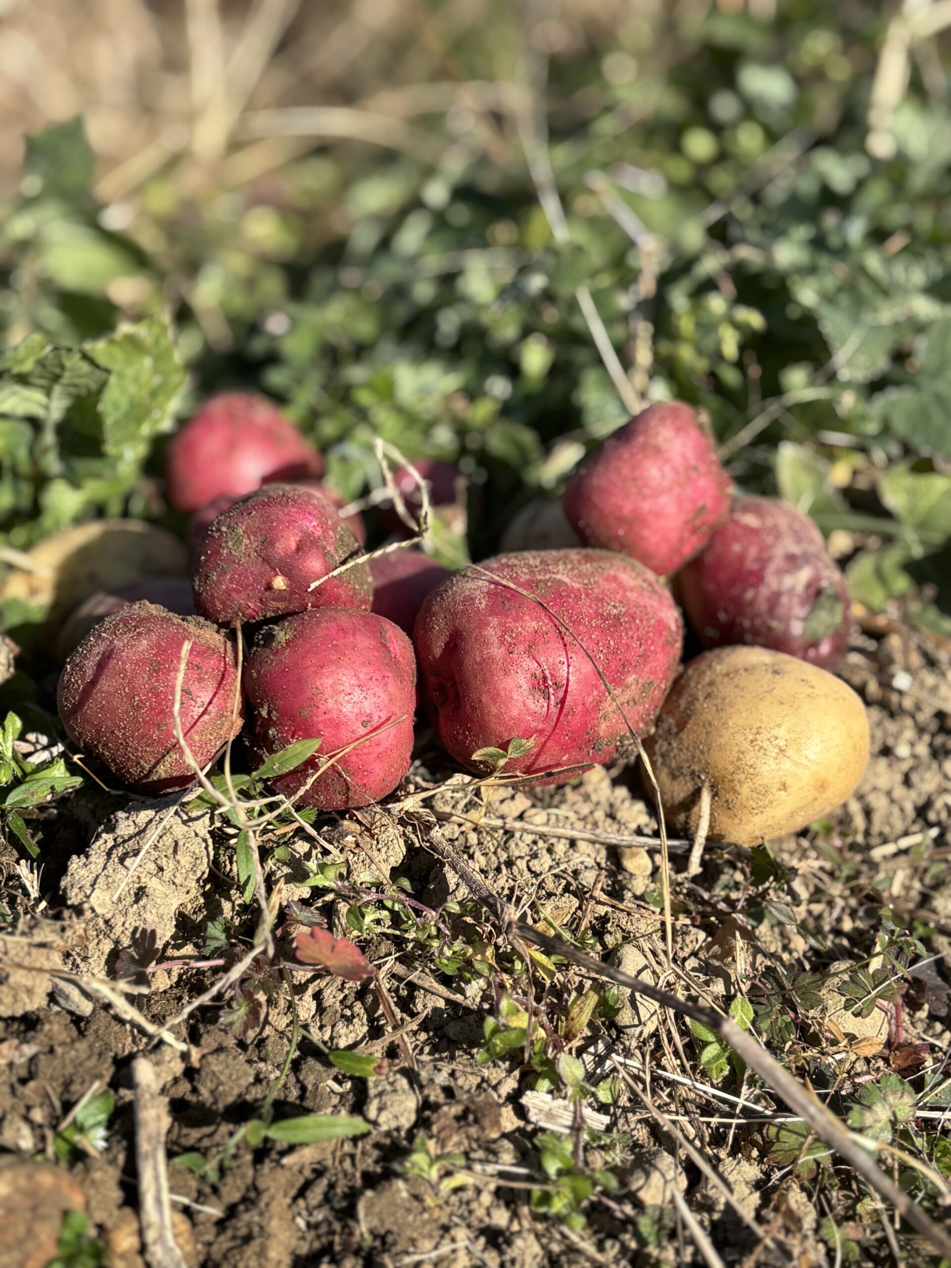 家庭菜園一年目・じゃがいも収穫